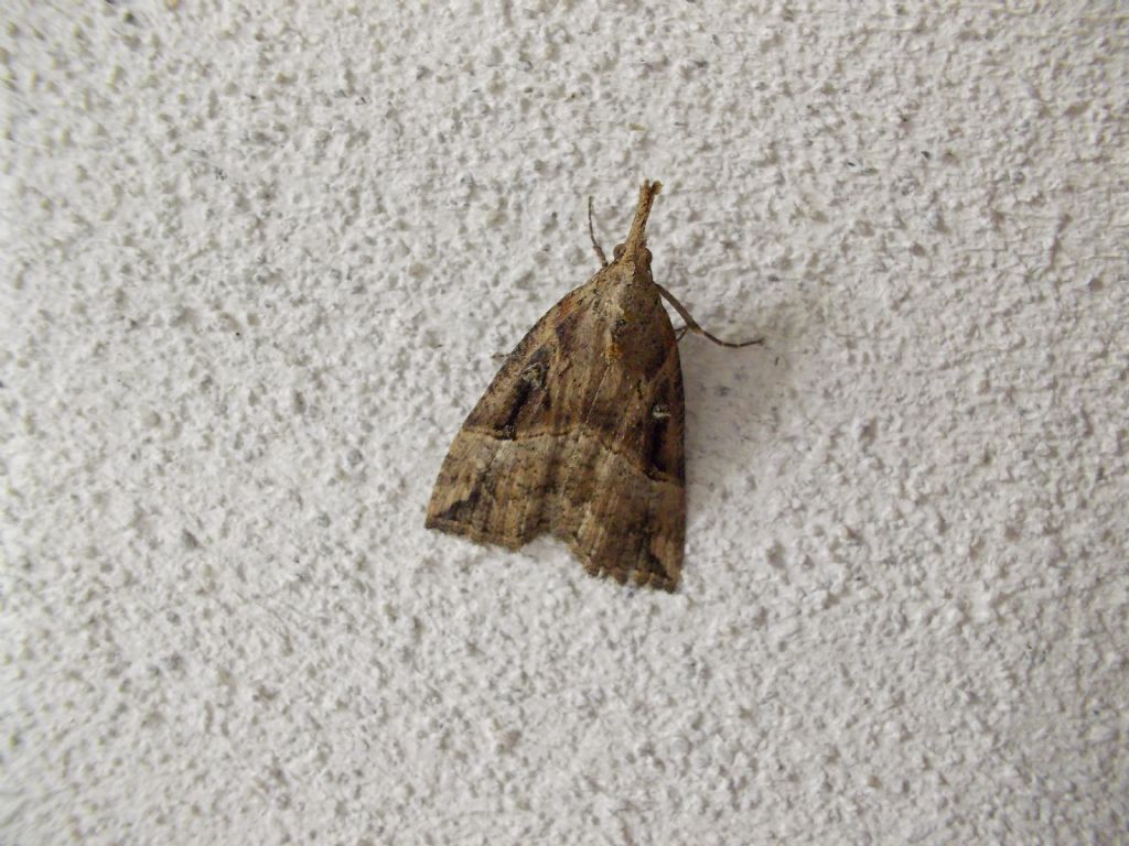 Hypena rostralis?  S